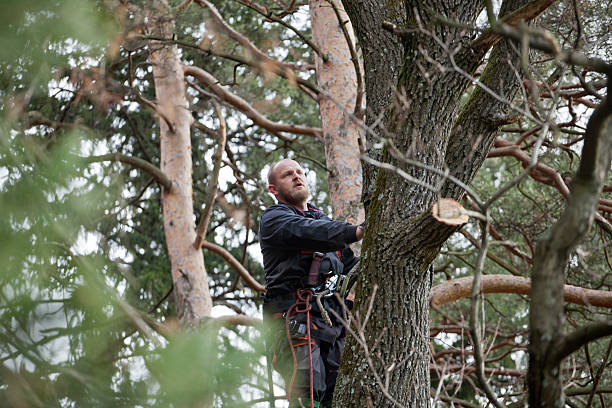 St Ann, MO Tree Care Company